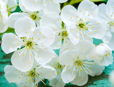 Turkuaz arka planda çiçek açan kiraz dalı.