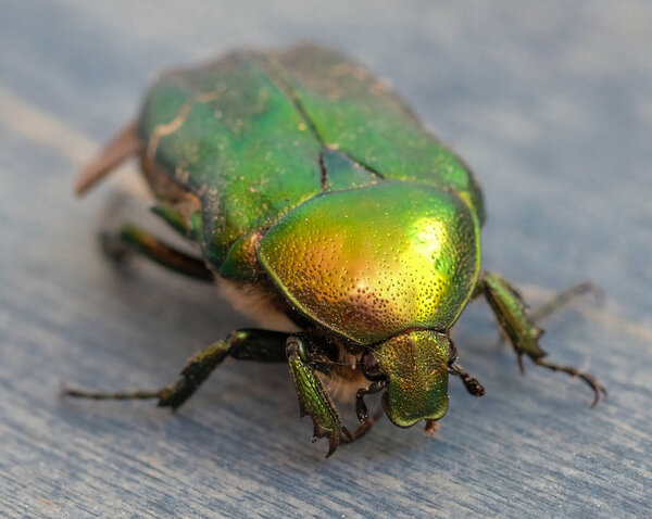 Bronze beetle (Cetonia aurata), close-up shot