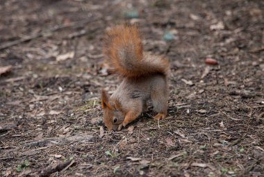 Küçük bir çukur kazma sincap