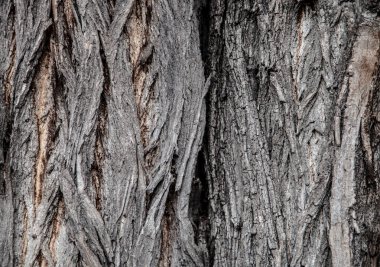 Eski ahşap arka plan, closeup çekim soyut