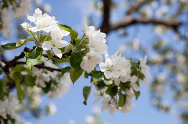 Bir bahar elma bahçesi, doğal arka plan parçası