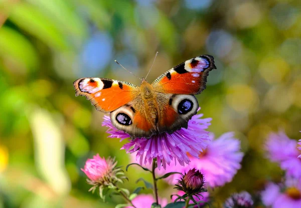 Paw Oko Inachis Motyl Kwiat Zdjęcia Makro — Zdjęcie stockowe
