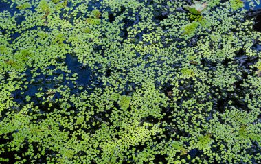 Güzel su arka plan - bir yaz nehir parçası