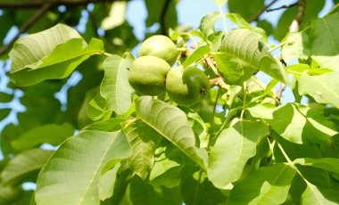 Ağaç, ağaç üzerinde çekim portre üzerinde yeşil ceviz