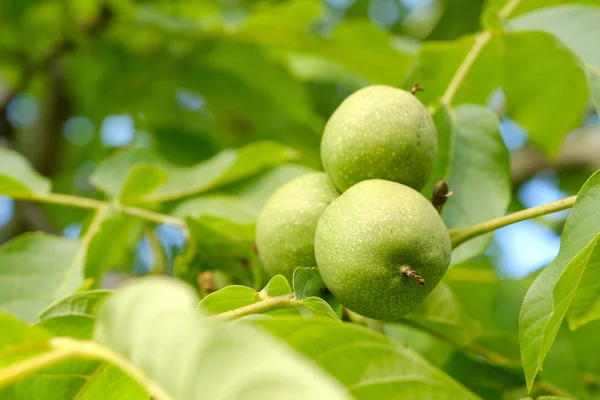 Green Walnuts Tree Closeup Shot — Stock Photo, Image