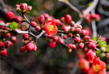 Henomeles kırmızı çiçekler; bahar arka plan