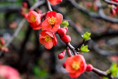 Henomeles kırmızı çiçekler; bahar arka plan
