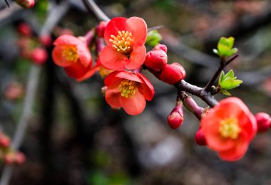 Henomeles kırmızı çiçekler; bahar arka plan