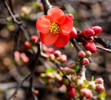 Henomeles kırmızı çiçekler; bahar arka plan