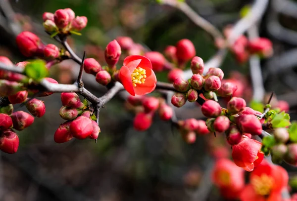 Henomeles kırmızı çiçekler; bahar arka plan