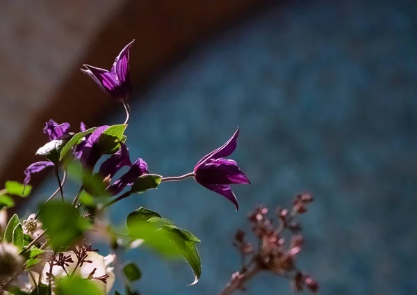 A fragment of a bouquet of flowers — Stock Photo, Image