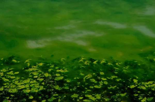Fragment av en Saltsjö och sjögräs — Stockfoto