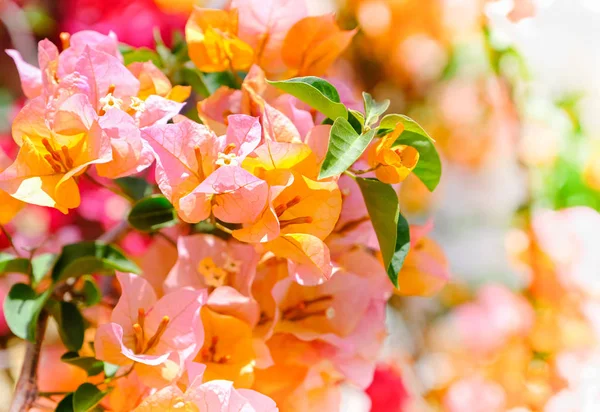 Blommande bougainvillea — Stockfoto