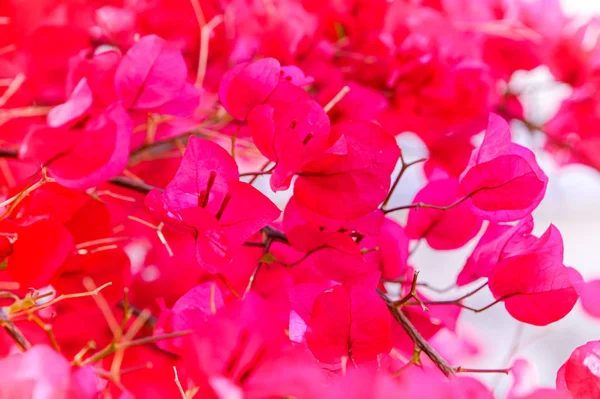 Blommande röd bougainvillea — Stockfoto