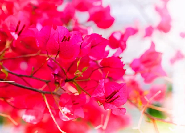 Blommande röd bougainvillea — Stockfoto
