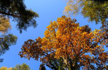 Sonbahar ağaçlarının kron 