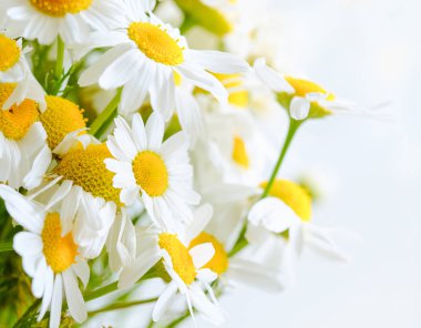 Çayır papatya çiçeklerinden arka plan