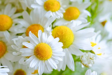 Çayır papatya çiçeklerinden arka plan