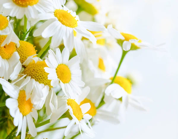 Çayır papatya çiçeklerinden arka plan