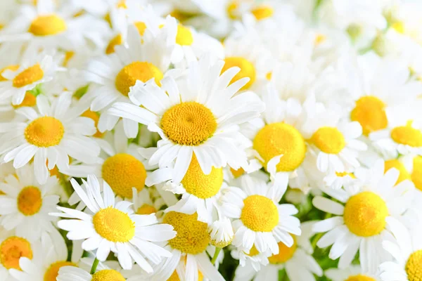 Háttér a rétek Kamilla virágok — Stock Fotó