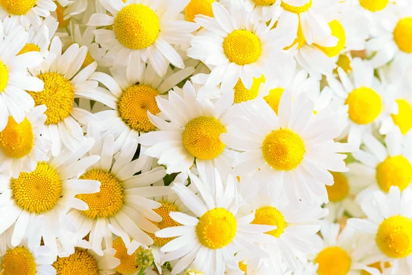 Background from meadow chamomile blossoms — Stock Photo, Image
