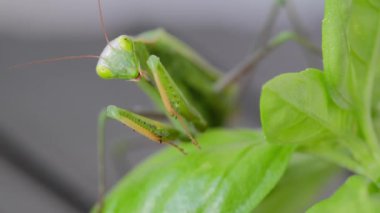güzel yeşil mantis yakın çekim görüntüleri
