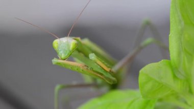 güzel yeşil mantis yakın çekim görüntüleri