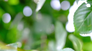 ağaçta asılı olgun kırmızı kiraz yakın çekim görüntüleri