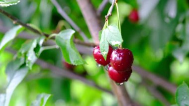 ağaçta asılı olgun kırmızı kiraz yakın çekim görüntüleri
