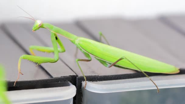 Close Footage Beautiful Green Mantis — Stock Video