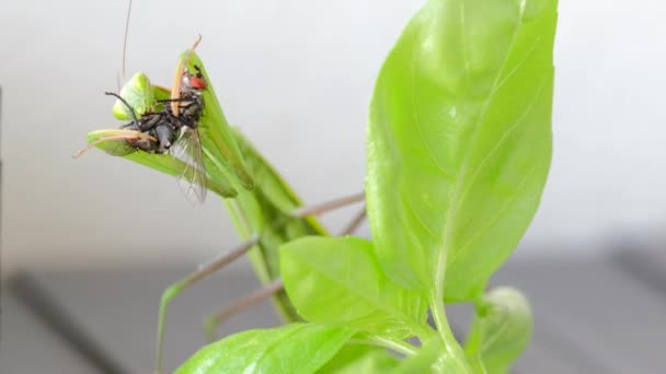 Närbild Bilder Vackra Gröna Mantis — Stockvideo