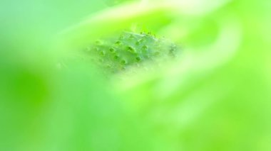 bahçede yetişen salatalığın yakın çekim görüntüleri