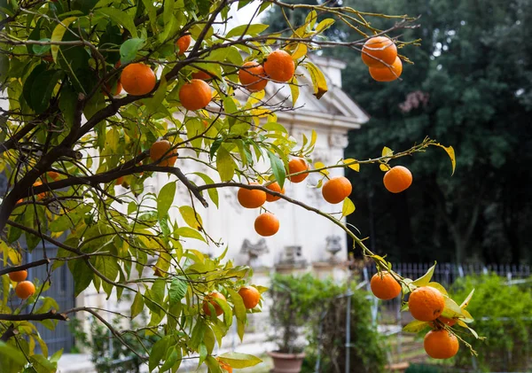 Rijpe mandarijnen op een boom buiten — Stockfoto