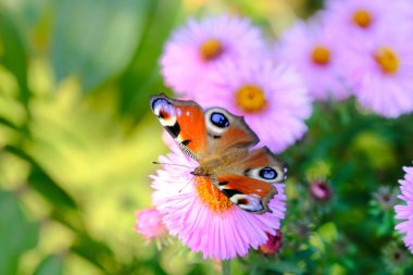 Bir çiçek kelebek tavus kuşu göz
