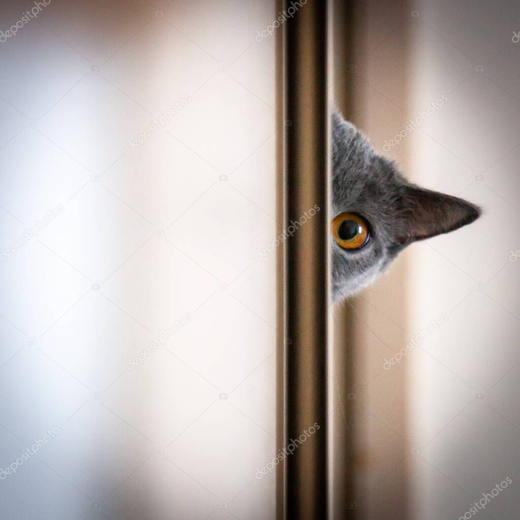 British young cat with orange eyes looking behind wall