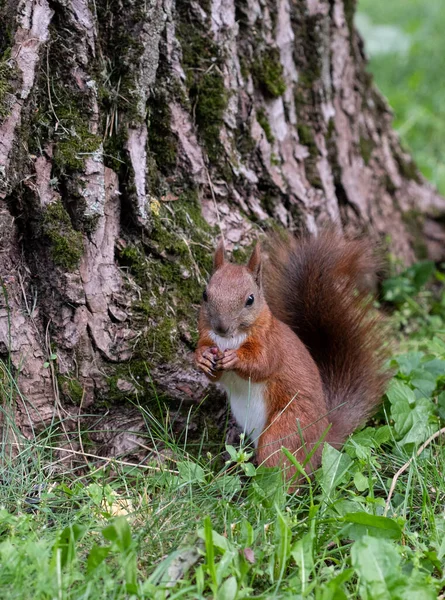 Squirrel Gnaws Nut Summer Park — Stock Photo, Image