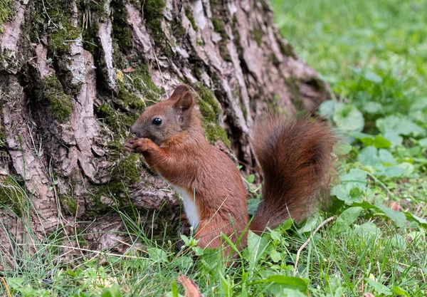 Squirrel Gnaws Nut Summer Park — Stock Photo, Image