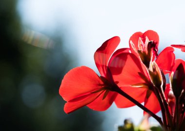 Kırmızı Petunya - doğal çiçek arkaplanı