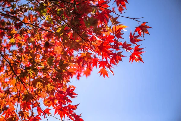 Wszystkie Drzewa Klonowe Zamieniły Się Czerwone Liście Tym Sezonie Jesiennym — Zdjęcie stockowe