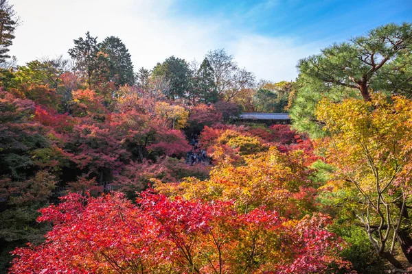 Tüm Akçaağaç Ağaçları Kyoto Higashiyama Ilçesine Güney Tofukuji Tapınağında Sonbahar — Stok fotoğraf