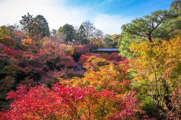Tüm Akçaağaç Ağaçları Kyoto Higashiyama Ilçesine Güney Tofukuji Tapınağında Sonbahar — Stok fotoğraf