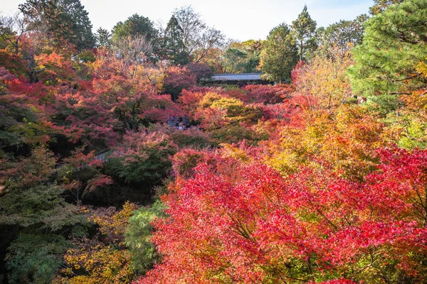 Tüm Akçaağaç Ağaçları Kyoto Higashiyama Ilçesine Güney Tofukuji Tapınağında Sonbahar — Stok fotoğraf