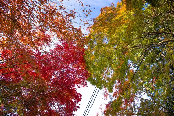 Wszystkie Drzewa Klonowe Mają Przekształcić Się Czerwone Liście Tym Sezonie — Zdjęcie stockowe