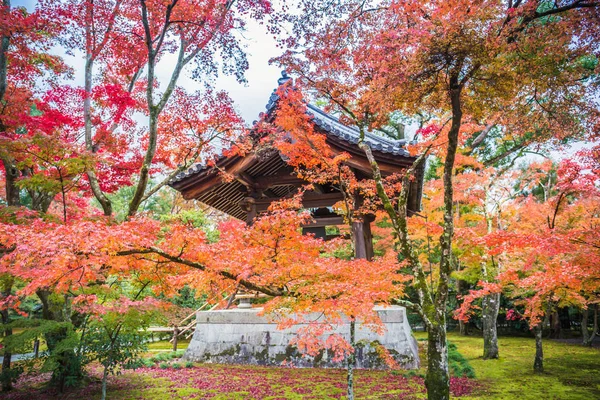 Sonbahar Yaprakları Kinkakuji Kyoto Japonya — Stok fotoğraf