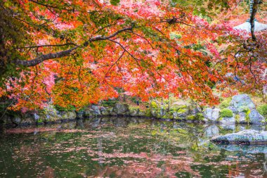 Kyoto'daki Daigoji tapınağının (Daigo-ji) sonbahar manzarası, Japonya. 