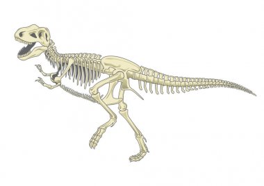 tyrannosaurus T rex iskelet illüstrasyon