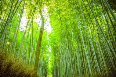 Arashiyama, Kyoto, Japonya bambu bahçeleri. 