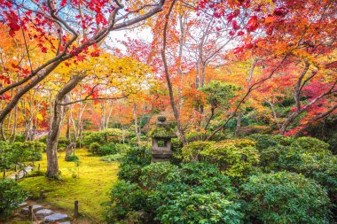 Okochi Sanso Garden renkli sonbahar akçaağaç ağaçları, Arashiyama, Japonya.