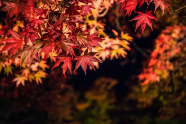 Hogonin Bahçeleri'nde ışıklı sonbahar yaprakları, Arashiyama, Kyoto, Japonya. 