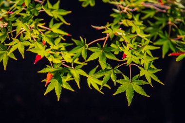 Hogonin Bahçeleri'nde ışıklı sonbahar yaprakları, Arashiyama, Kyoto, Japonya. 